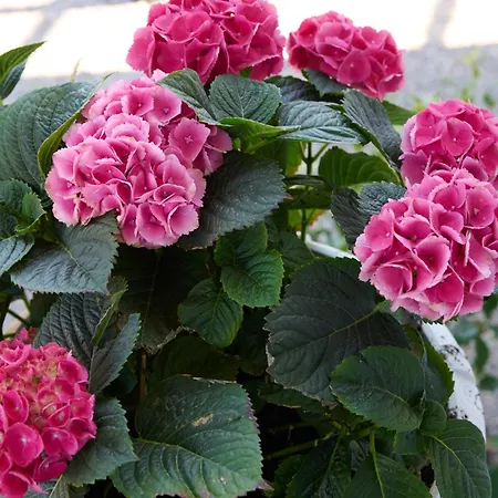 La Familia Luxury Private Maisonettes Near The Sea