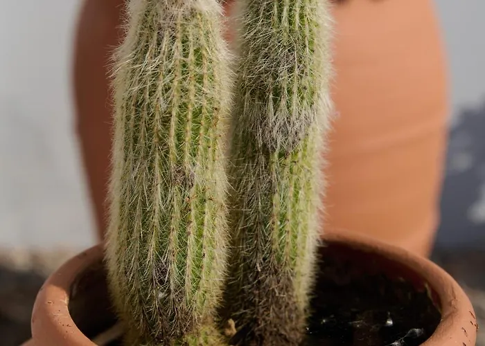 Apartmán La Familia Luxury Private Maisonettes Near The Sea *