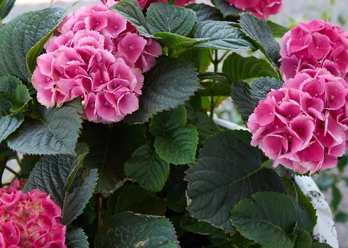 La Familia Luxury Private Maisonettes Near The Sea